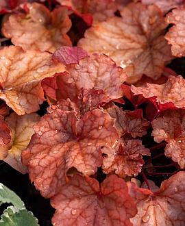 Heuchera 'Marmalade' Pot 9 cm