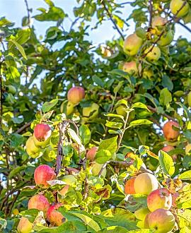 Malus d. 'Jonagold' Pot 5 Liter 