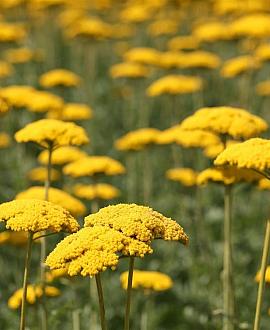 Achillea 'Credo' Pot 9 cm