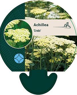 Achillea 'Credo' Pot 9 cm