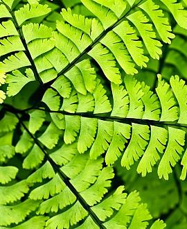 Adiantum pedatum Pot 9 cm