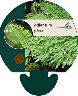 Adiantum pedatum Pot 9 cm