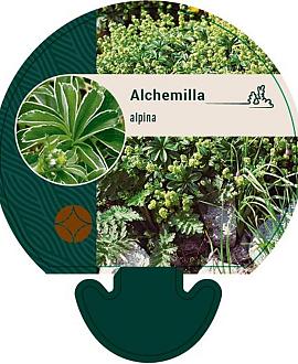 Alchemilla alpina Pot 9 cm