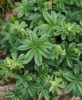 Alchemilla alpina Pot 9 cm