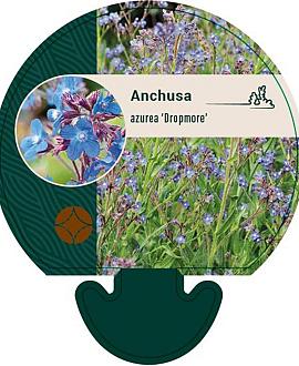 Anchusa azurea 'Dropmore' Pot 9 cm