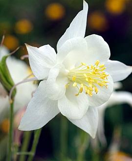 Aquilegia v. 'Nivea' Pot 9 cm