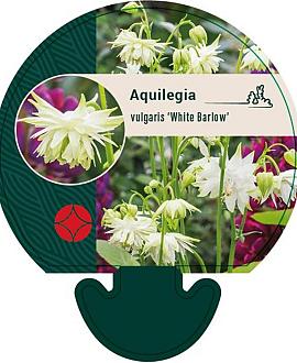 Aquilegia v. 'White Barlow' Pot 9 cm