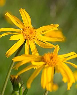 Arnica montana Pot 9 cm