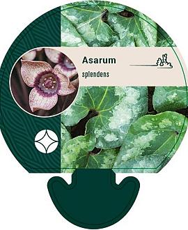 Asarum splendens Pot 9 cm