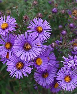 Aster (D) Alpha Dark Purple Launch Pot 9 cm