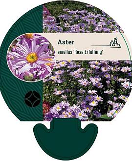 Aster amellus 'Rosa Erfüllung' Pot 9 cm