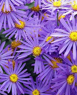 Aster amellus 'Veilchenkönigin' Pot 9 cm