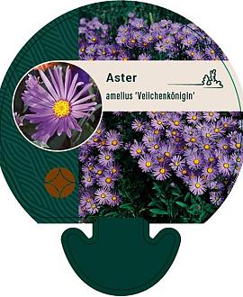 Aster amellus 'Veilchenkönigin' Pot 9 cm