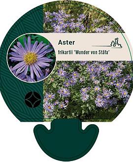 Aster frikartii 'Wunder von Stäfa' Pot 9 cm