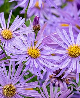 Aster frikartii 'Wunder von Stäfa' Pot 9 cm