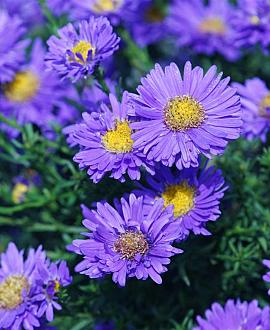 Aster n.-b. 'Violetta' Pot 9 cm