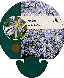 Aster sedifolius 'Nanus' Pot 9 cm