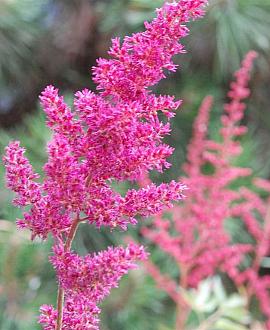 Astilbe (J) 'Mainz' Pot 9 cm