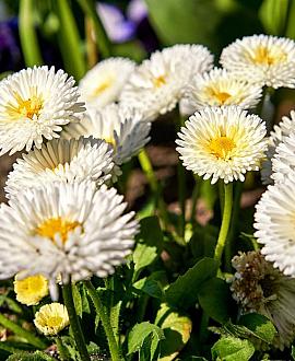 Bellis perennis Pot 9 cm