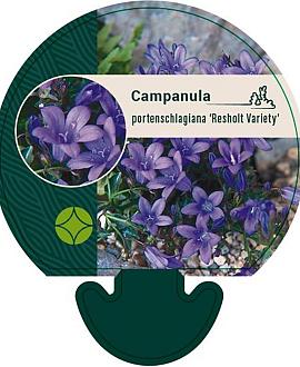 Campanula p. 'Resholt Variety' Pot 9 cm