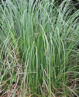 Carex panicea Pot 9 cm