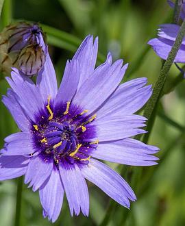 Catananche caerulea Pot 9 cm