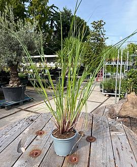 Cortaderia s. 'Pumila' Pot 2 Liter