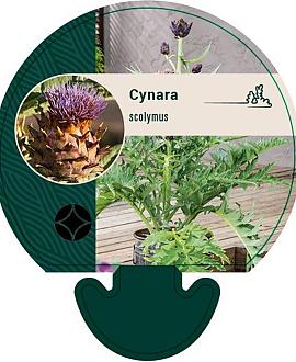 Cynara scolymus Pot 9 cm
