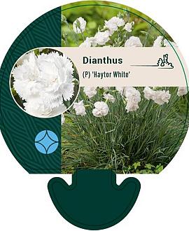 Dianthus (PL) 'Haytor White' Pot 9 cm