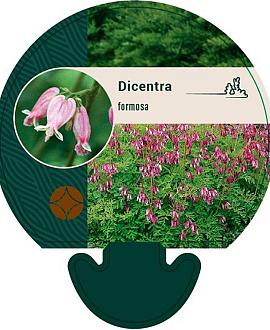 Dicentra formosa Pot 9 cm