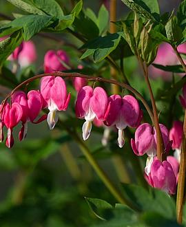 Dicentra formosa Pot 9 cm