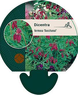 Dicentra formosa 'Bacchanal' Pot 9 cm