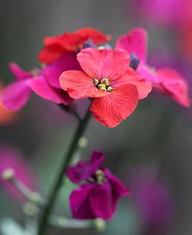 Erysimum 'Red Jep' Pot 9 cm