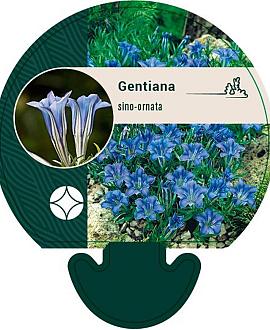 Gentiana sino-ornata Pot 9 cm