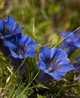 Gentiana sino-ornata Pot 9 cm