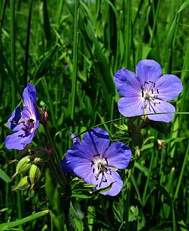 Geranium himalayense 'Baby Blue' Pot 9 cm