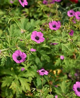 Geranium psilostemon Pot 9 cm