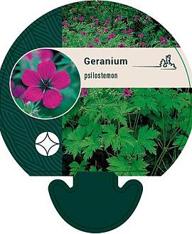 Geranium psilostemon Pot 9 cm