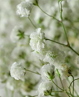 Gypsophila pan. 'Bristol Fairy' Pot 9 cm