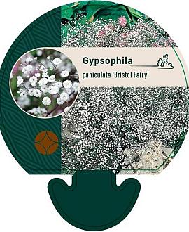 Gypsophila pan. 'Bristol Fairy' Pot 9 cm