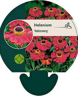 Helenium 'Rubinzwerg' Pot 9 cm