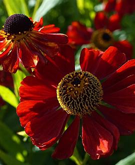 Helenium 'Rubinzwerg' Pot 9 cm