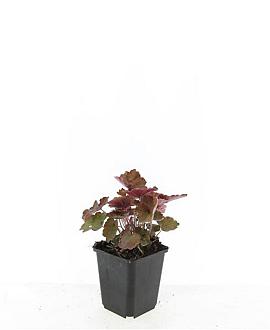Heuchera m. 'Palace Purple' Pot 9 cm