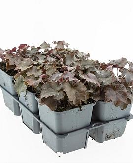 Heuchera m. 'Palace Purple' Pot 9 cm