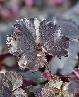 Heuchera m. 'Palace Purple' Pot 9 cm