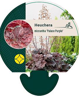 Heuchera m. 'Palace Purple' Pot 9 cm