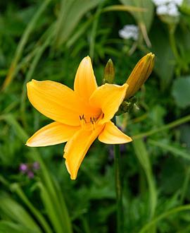 Hemerocallis dumortieri Pot 9 cm