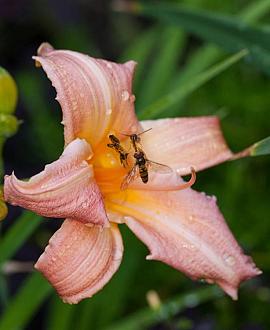 Hemerocallis 'Luxury Lace' Pot 9 cm