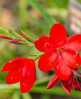 Hesperantha c. 'Major' Pot 9 cm