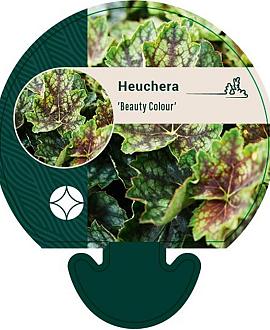 Heuchera 'Beauty Colour' Pot 9 cm